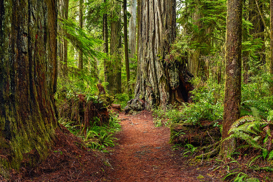 Ancient Pathway