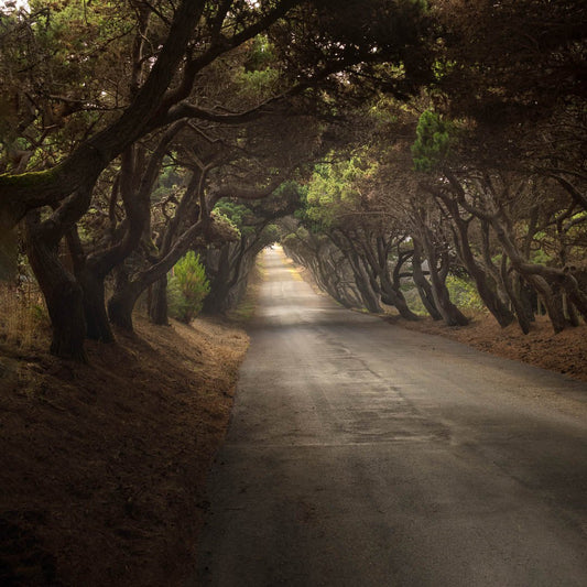 Photo of a brightly lit fog bank and an ocean bay luminous against a pale headland in the hazy distance.