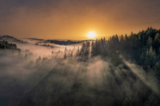 Dawn Awakens the Forest