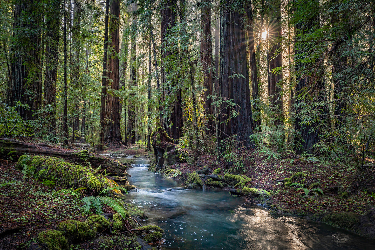 Montgomery woods sunstar