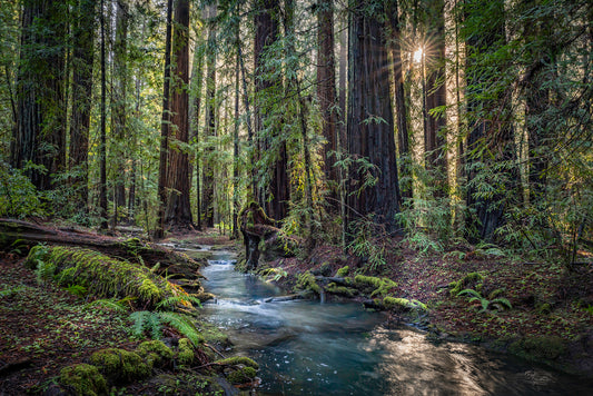 Montgomery woods sunstar