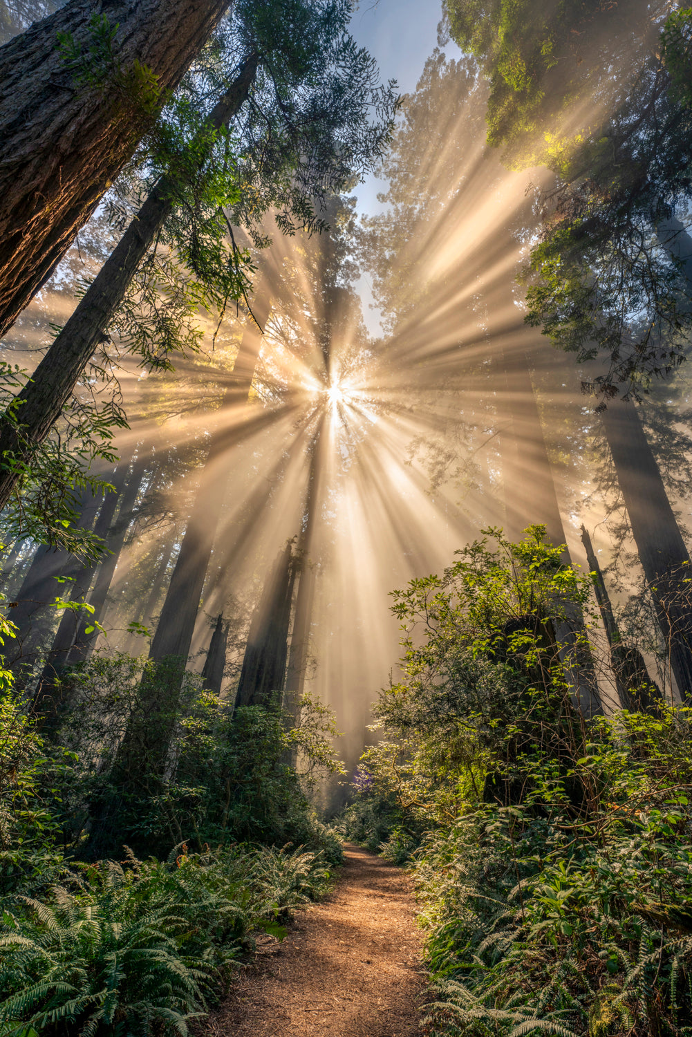 Dazzling Forest Fog Beams