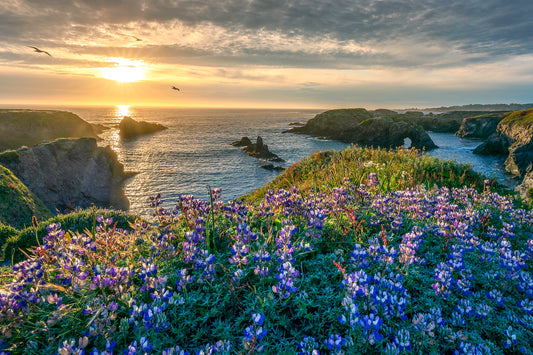Lupine Sunset