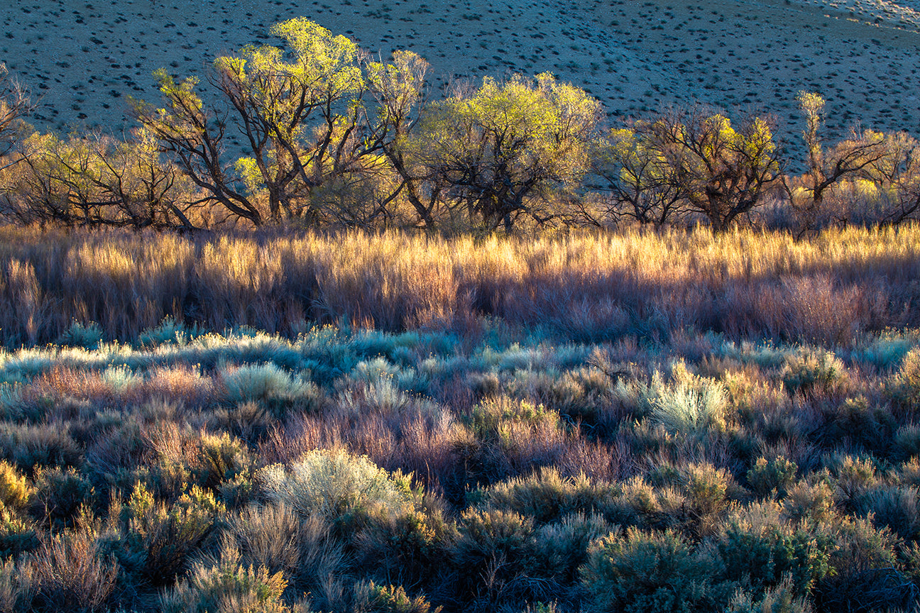 First Light Owens River Valley