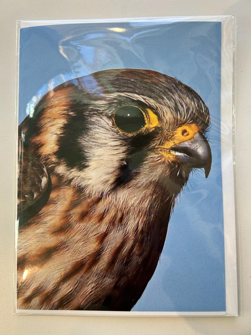 American Kestrel card-card : 5X7"