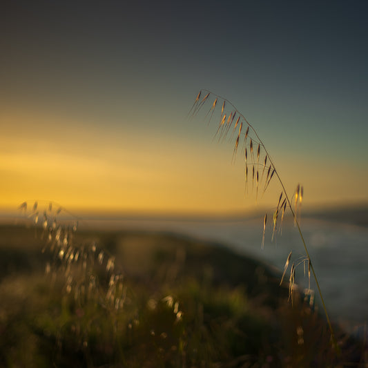 The blade of grass holds still while the world moves.