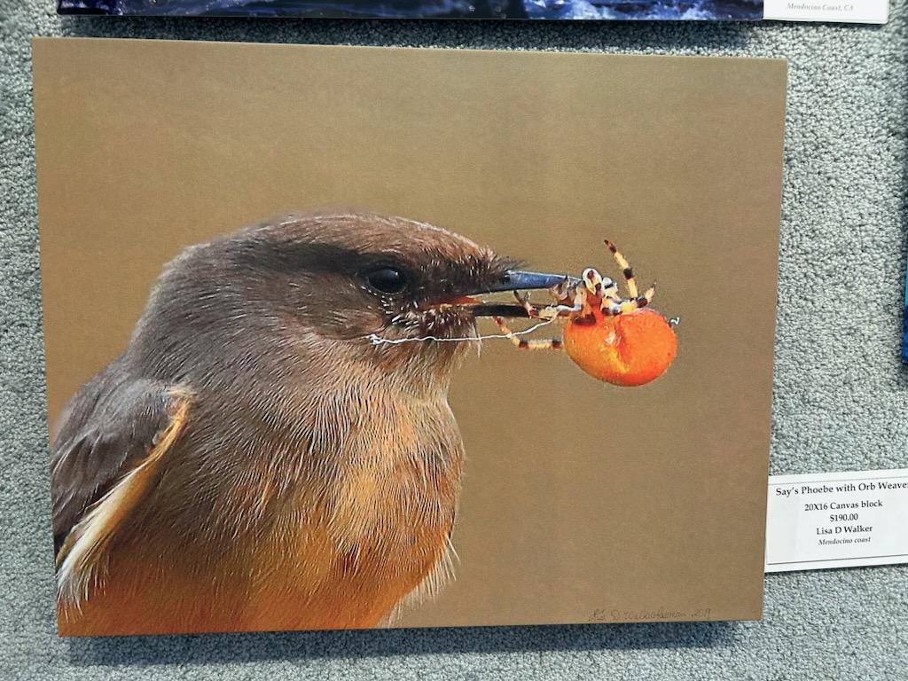Say's Phoebe with Orb Weaver-canvas : 20X16