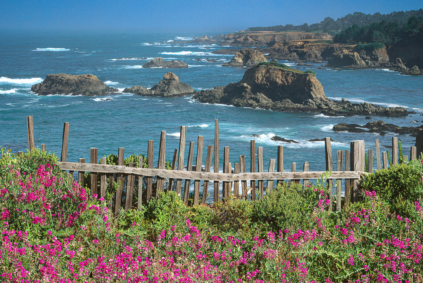Agate Cove Sweetpeas