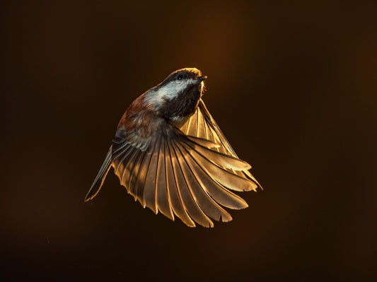 PHOTO OF THE MONTH: Chickadee in Flight, by Jon Klein - May 2026
