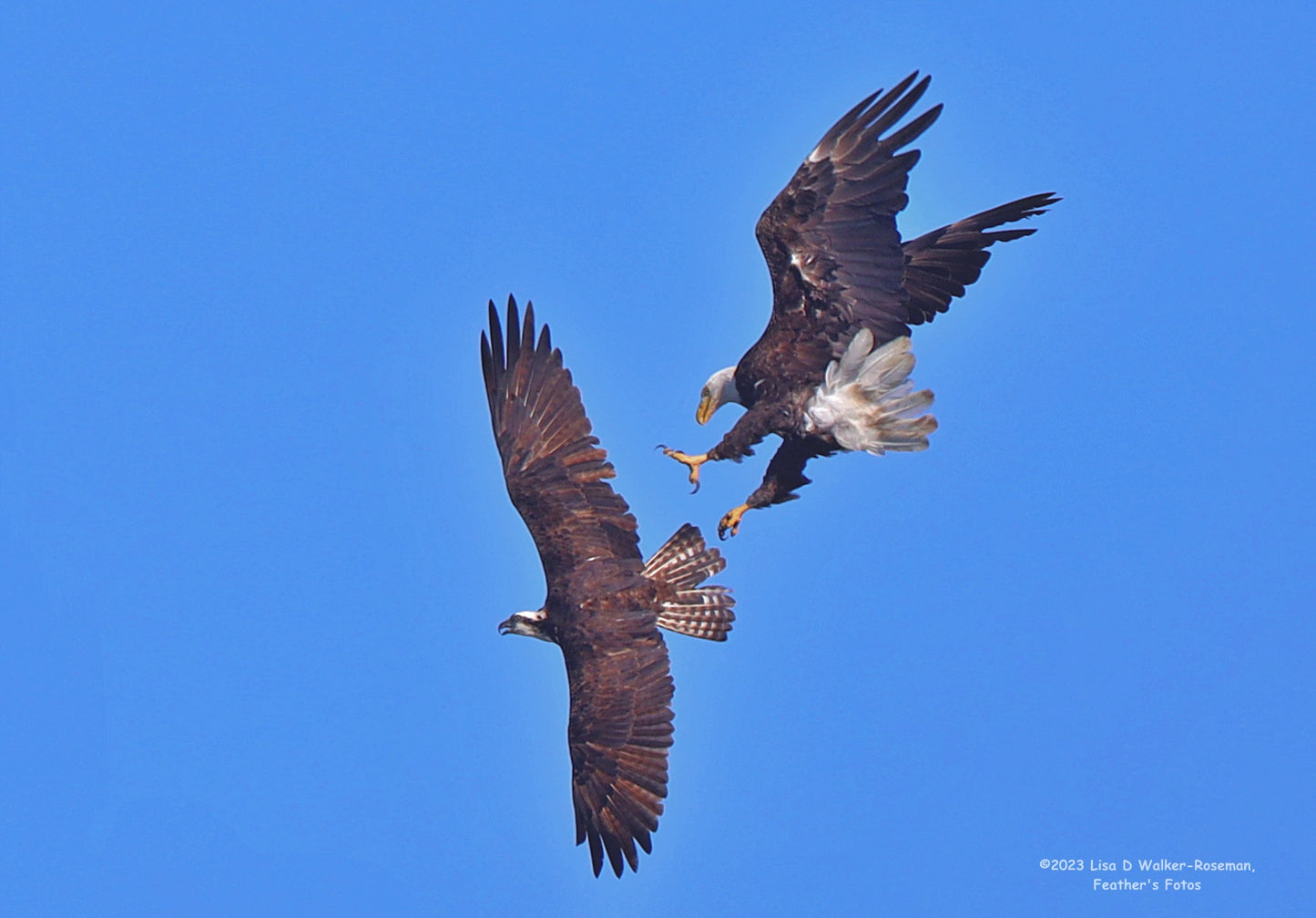 Bald Eagle Attacking Osprey-metal print : 11X17"