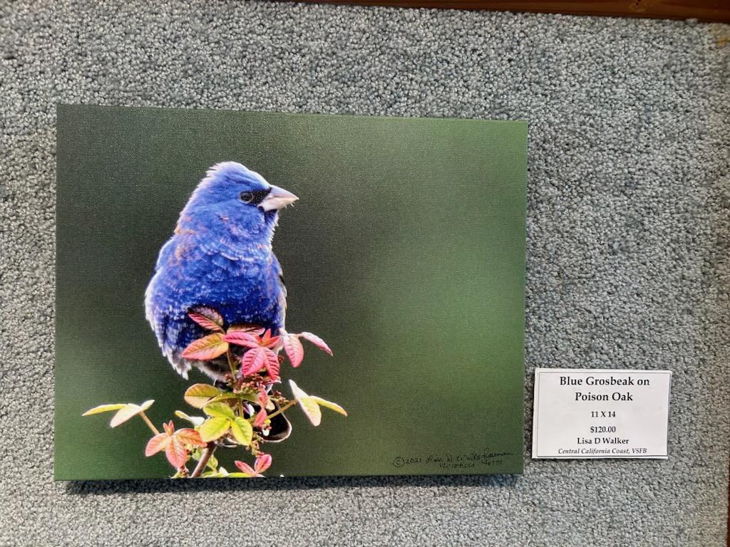 Blue Grosbeak on plant-canvas : 11X14"