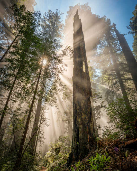 Ancient Forest Fog Beams