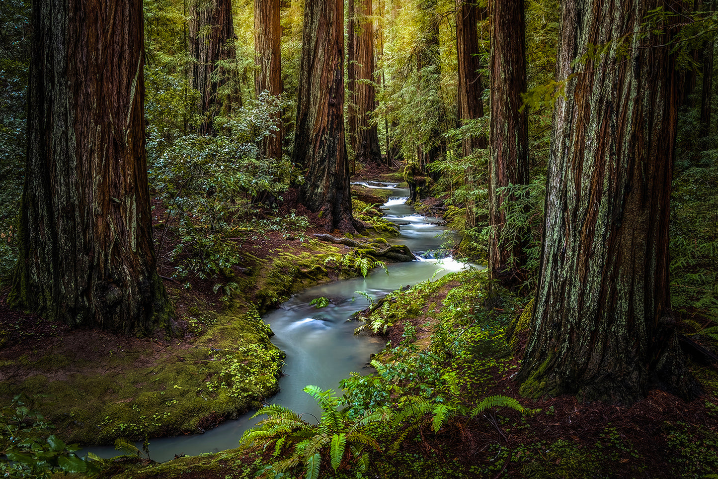 Mendocino Forest Flow