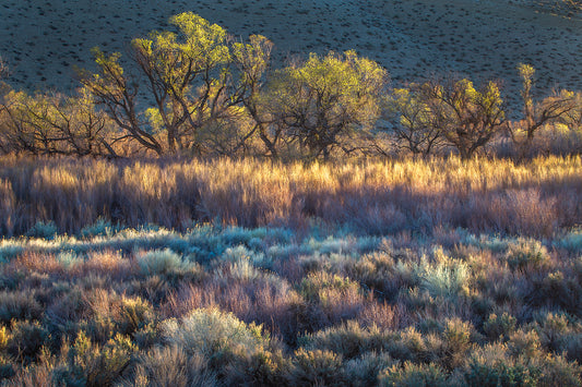 First light, Owen’s River Valley