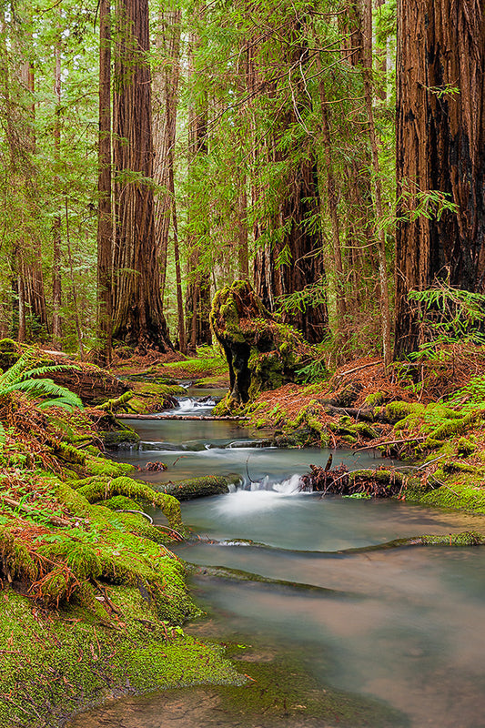 Redwood Corridor