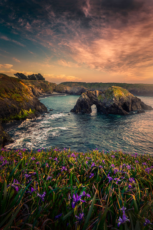 Sea Arch and Wild Iris